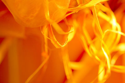 Close-up of orange flower