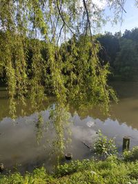 Scenic view of lake in forest