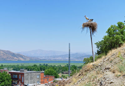 Bird on mountain against clear blue sky