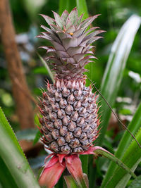 Close-up of fruit growing on plant