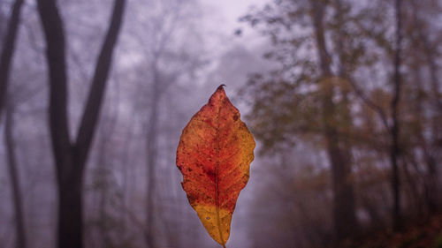 Close-up of autumn leaf on land