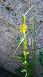 Close-up of yellow plant growing outdoors