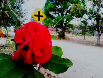 Close-up of red flower growing on plant