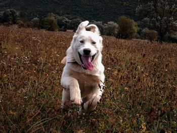 Portrait of dog on field