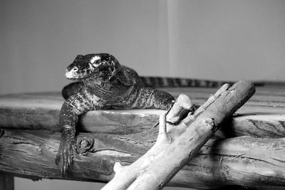 Monitor lizard resting on log at zoo