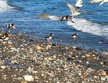 Seagulls on beach