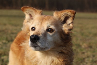 Close-up portrait of dog