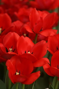 Close-up of red flowering plants