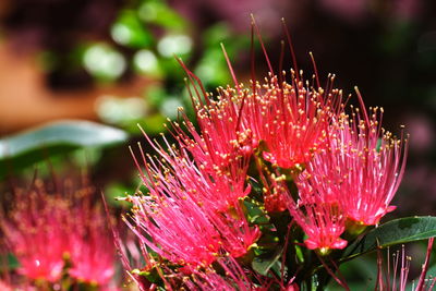 Close-up of pink flower