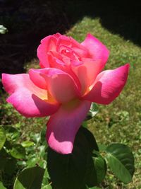 Close-up of pink rose blooming outdoors