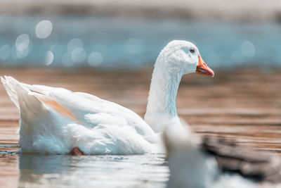 Close-up of swan swimming in lake