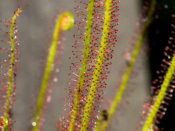 Close-up of yellow flowering plant