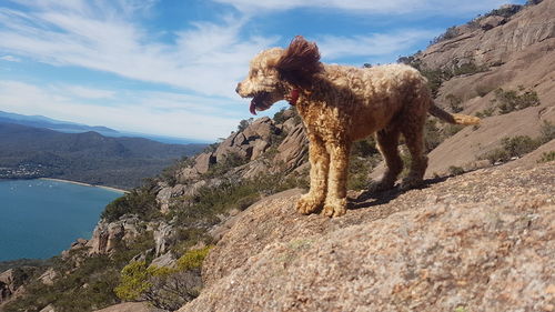 Dog standing on mountain against sky