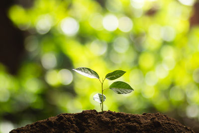 Close-up of seedling growing in mud