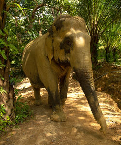 Elephant standing in a forest