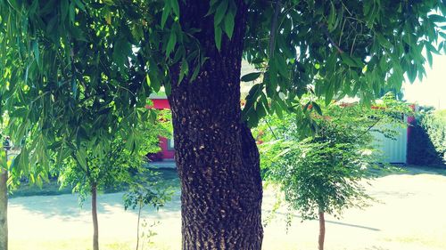 Tree against plants