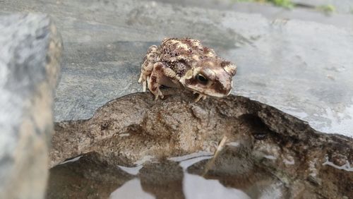 High angle view of snake on rock