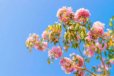 Low angle view of cherry blossoms against blue sky