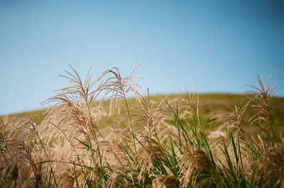 View of stalks in field against clear blue sky