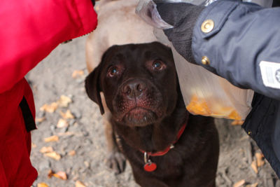 Portrait of black dog standing outdoors