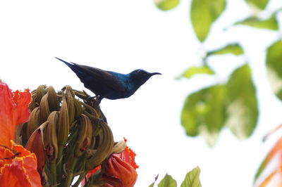 Close-up of bird perching on flower against sky