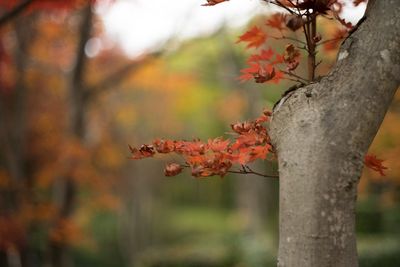 Close-up of autumn tree