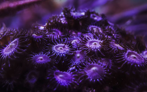 Close-up of coral