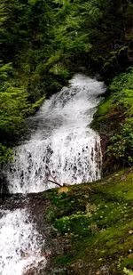 Scenic view of waterfall in forest