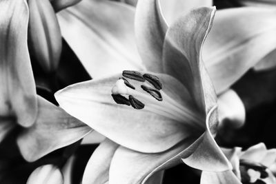 Close-up of flower