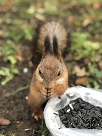 Close-up of squirrel