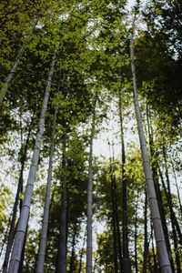 Low angle view of bamboo trees in forest