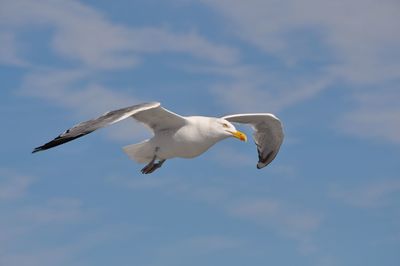 Low angle view of swan flying against sky