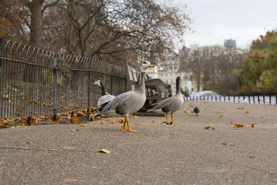 Seagulls perching on a land