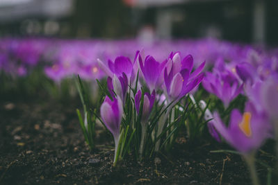 Close-up of purple crocus flowers on field