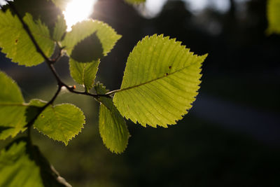 Close-up of green leaves