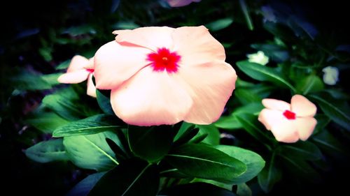 Close-up of flower blooming outdoors