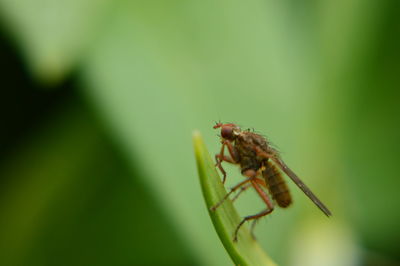 Close-up of insect on leaf