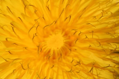 Macro shot of yellow flower