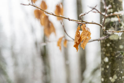 Close-up of dry leaves on tree during winter