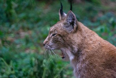 Close-up of cat looking away