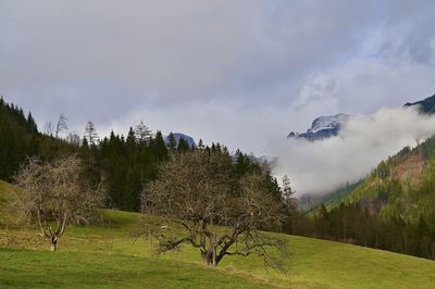 Scenic view of land and trees against sky