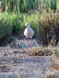 Seagull perching on a land