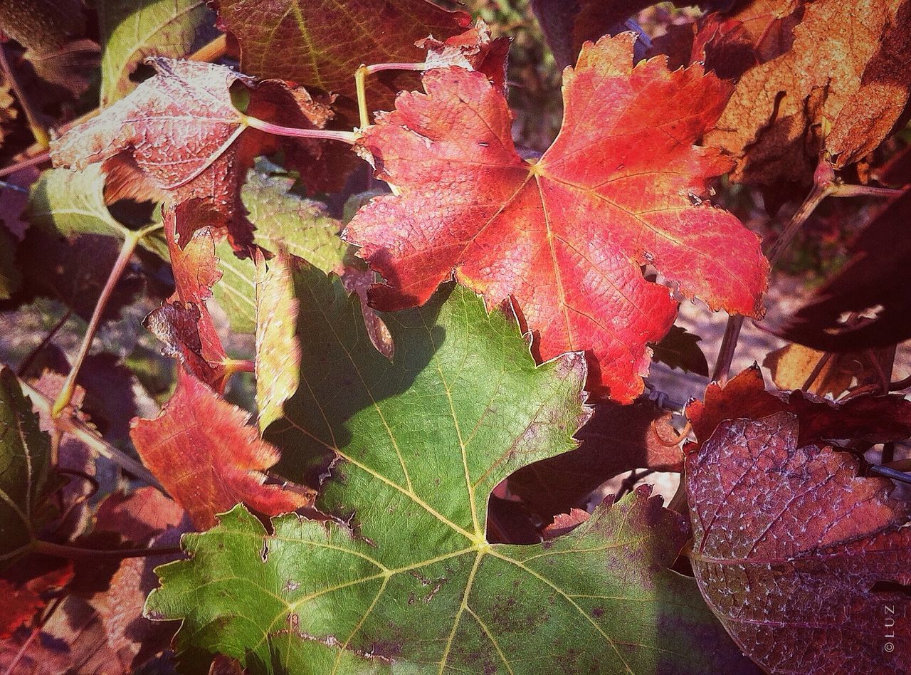 CLOSE-UP OF LEAVES ON TWIG