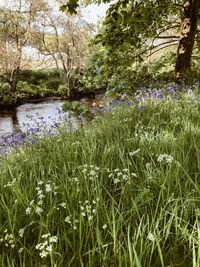 Scenic view of lake in forest