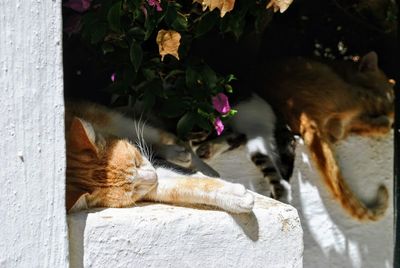 Close-up of cats sleeping on wall