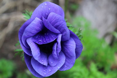 Close-up of wet purple flower