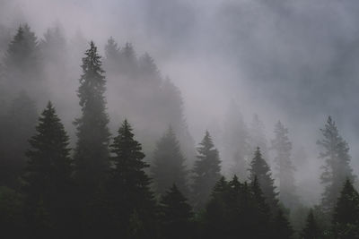 Pine trees in forest against sky