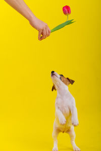 Low section of woman with dog against yellow background