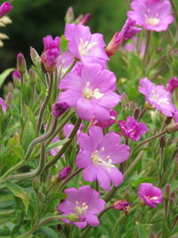 Close-up of pink flowers