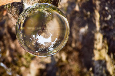 Close-up of bubbles in tree